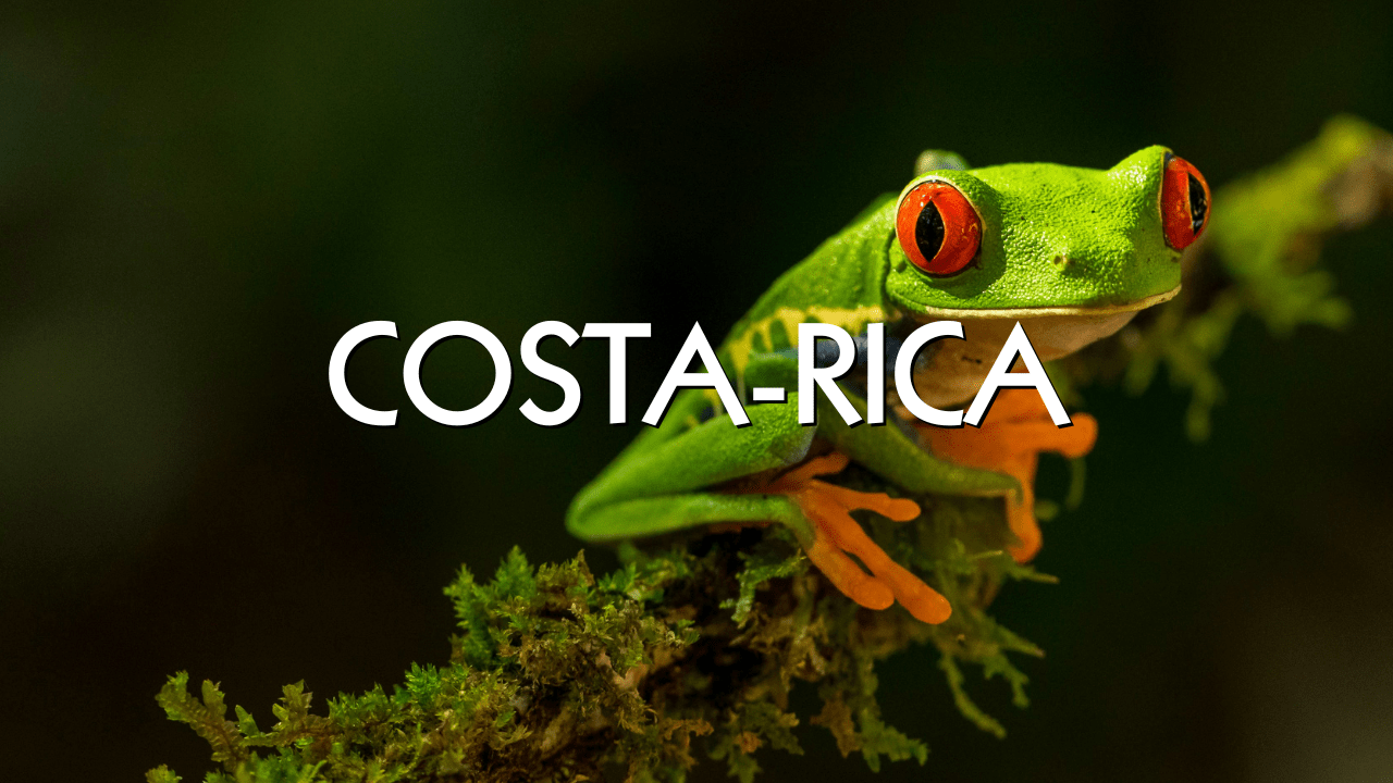 rainette aux yeux rouge du costa rica